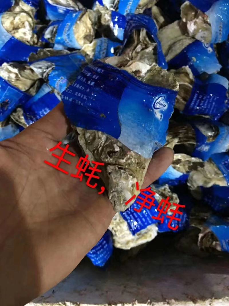 精品乳生蚝，常年供应，肉肥而多汁，欢迎咨询订购