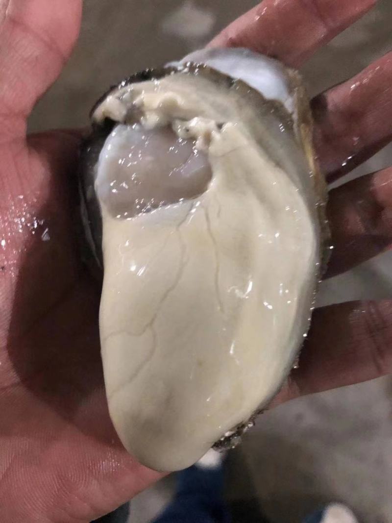 精品乳生蚝，常年供应，肉肥而多汁，欢迎咨询订购