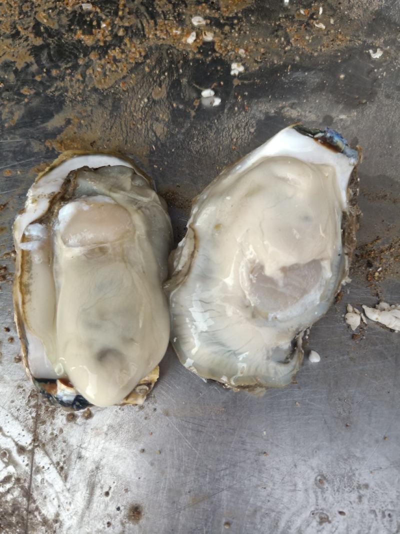 精品乳生蚝，常年供应，肉肥而多汁，欢迎咨询订购
