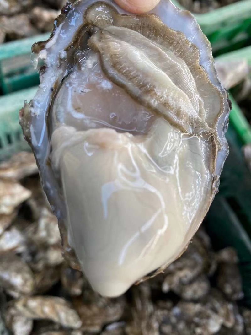 精品乳生蚝，常年供应，肉肥而多汁，欢迎咨询订购