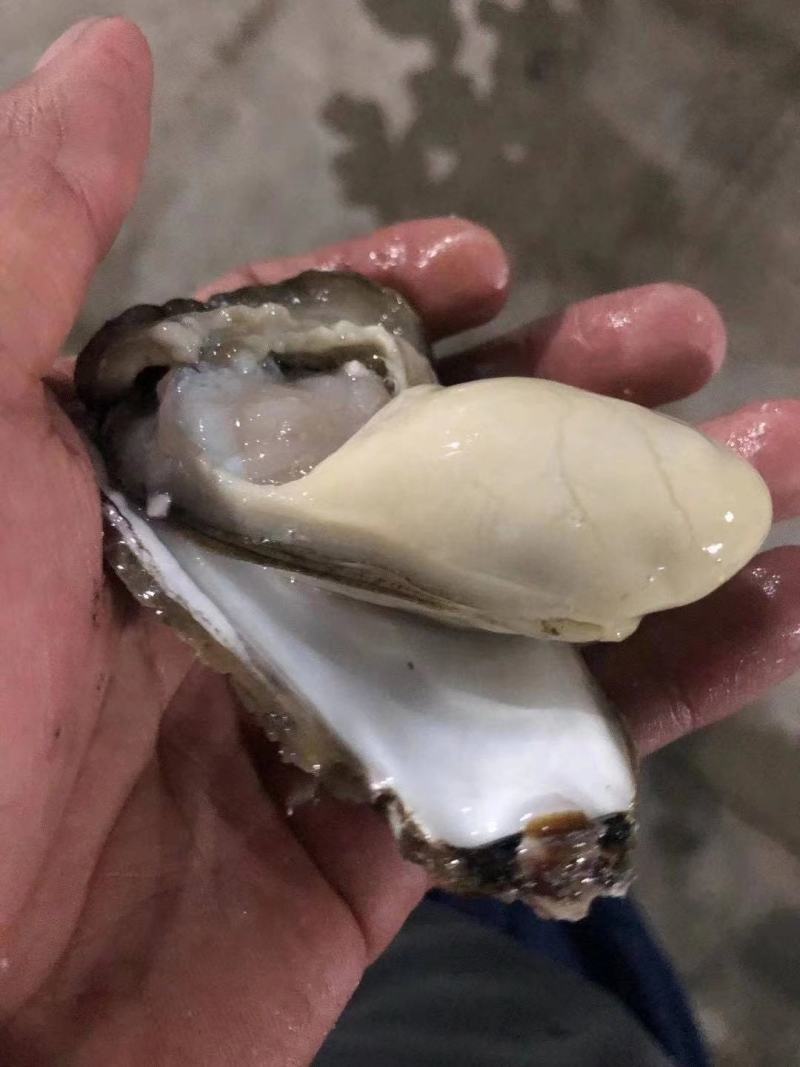 精品乳生蚝，常年供应，肉肥而多汁，欢迎咨询订购