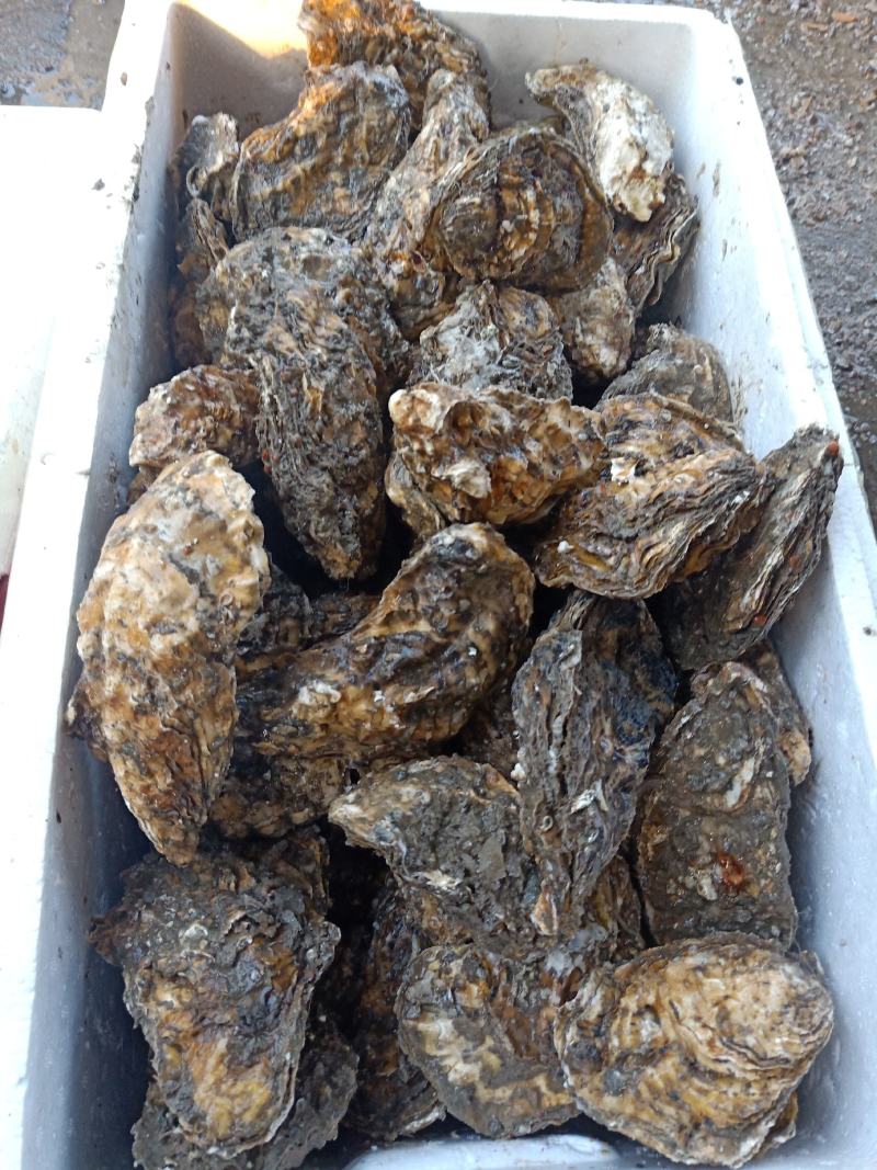 精品乳生蚝，常年供应，肉肥而多汁，欢迎咨询订购