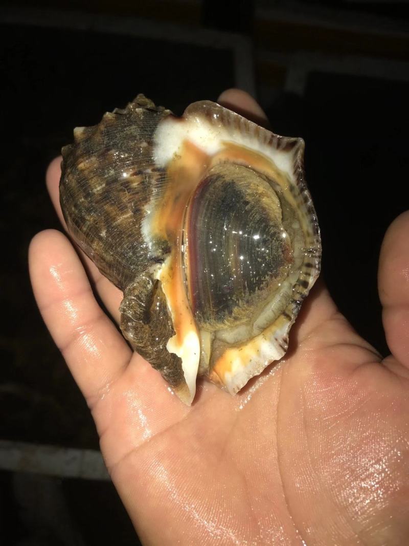精品海水螺，常年供应有量，好养味鲜食用方便