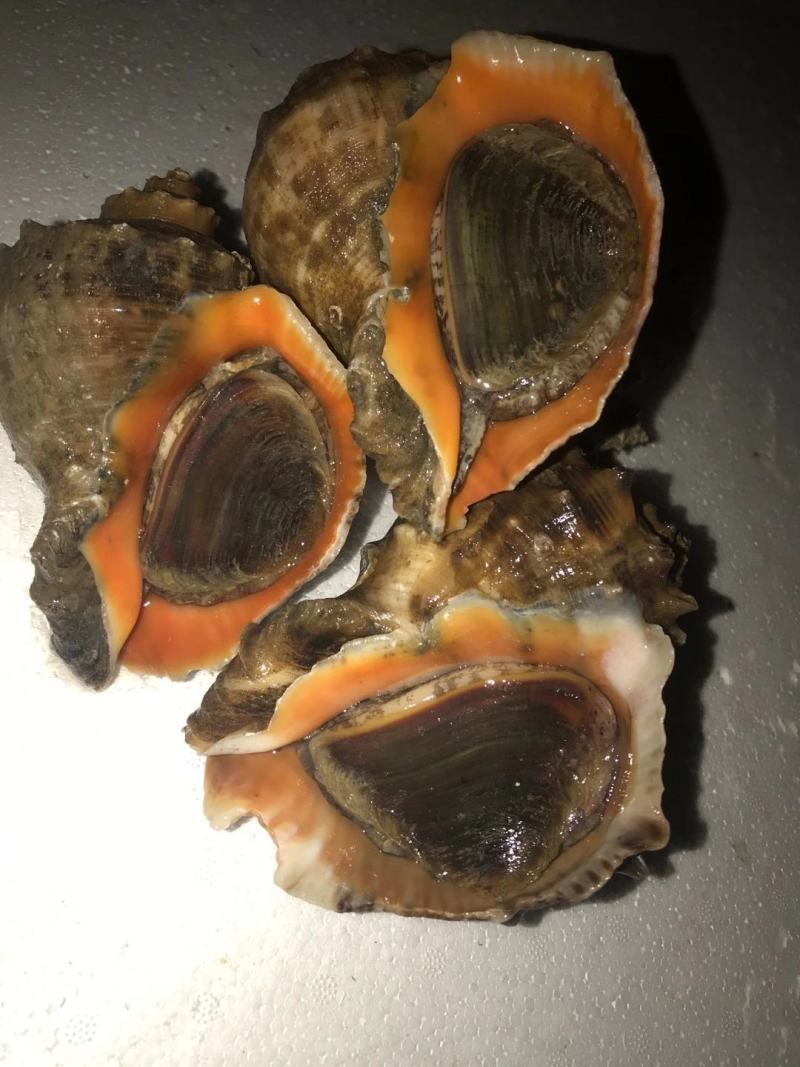 精品海水螺，常年供应有量，好养味鲜食用方便