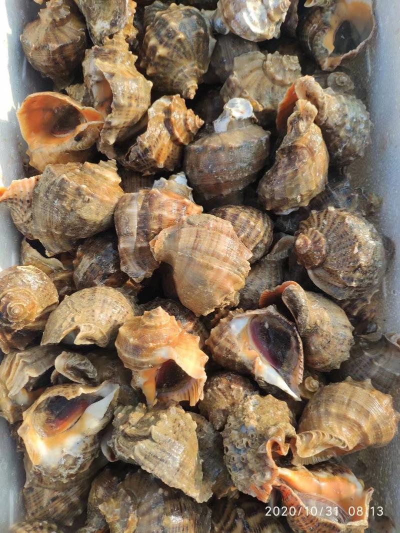 精品海水螺，常年供应有量，好养味鲜食用方便