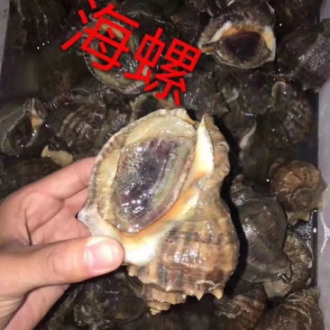精品海水螺，常年供应有量，好养味鲜食用方便
