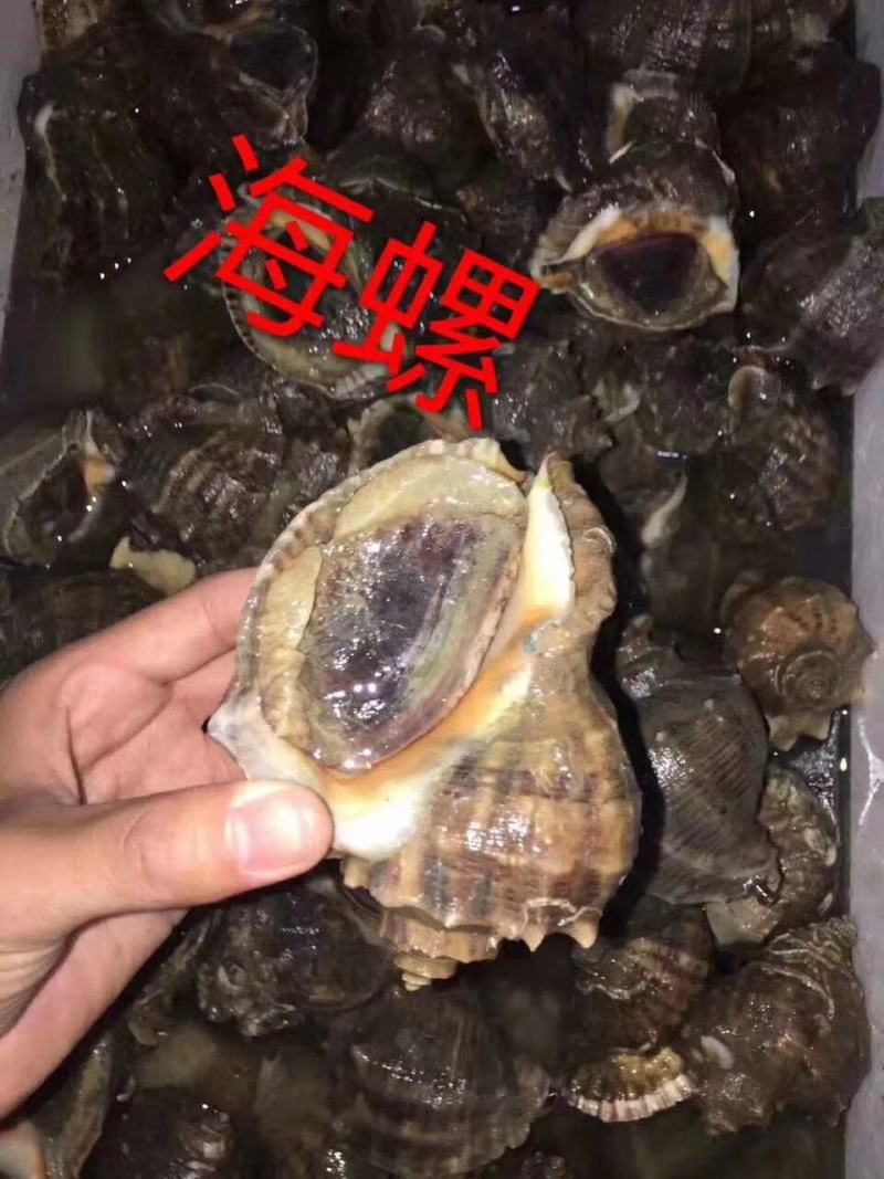 精品海水螺，常年供应有量，好养味鲜食用方便