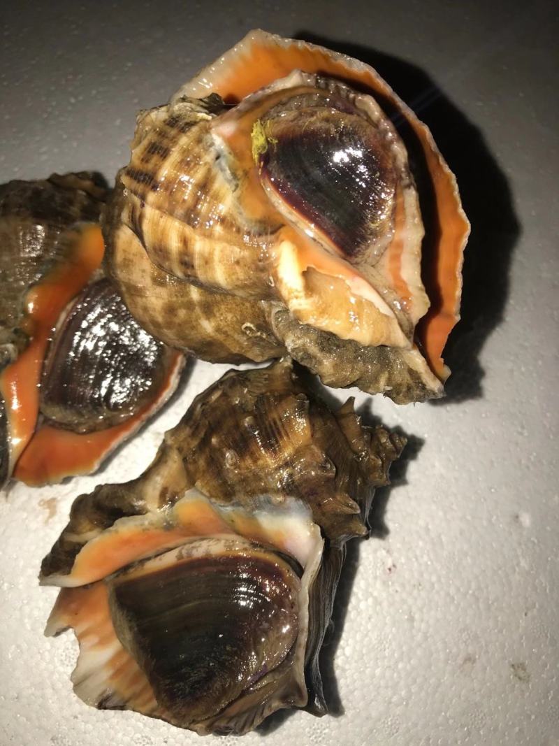 精品海水螺，常年供应有量，好养味鲜食用方便