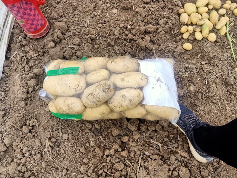 山东大棚沃土荷兰土豆1两以上通货装箱袋装全国发货