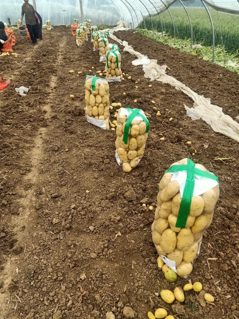 山东大棚沃土荷兰土豆1两以上通货装箱袋装全国发货