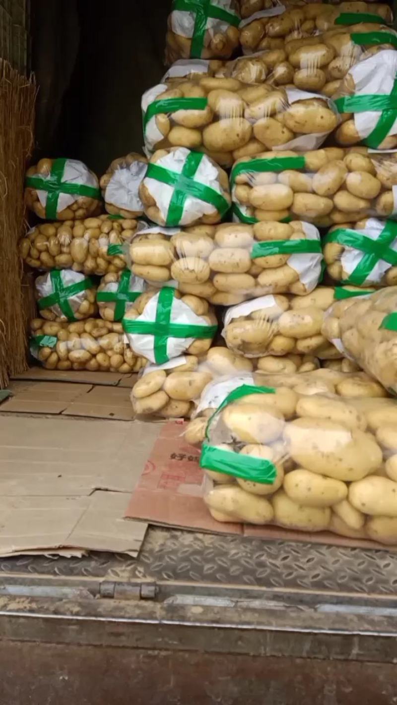 山东大棚沃土荷兰土豆1两以上通货装箱袋装全国发货