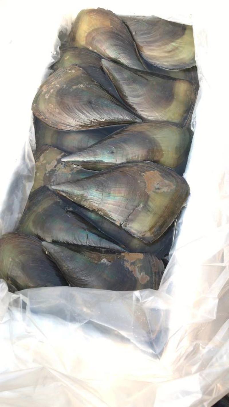 精品带子绿贝，常年供应有量供应各大餐厅，市场，批发零售
