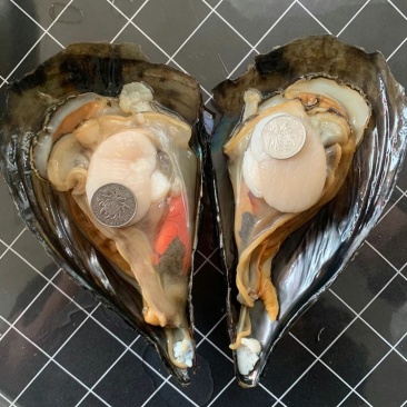 精品带子绿贝，常年供应有量供应各大餐厅，市场，批发零售