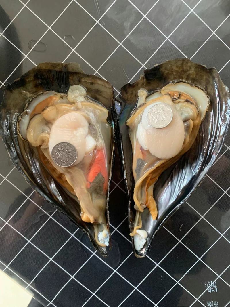 精品带子绿贝，常年供应有量供应各大餐厅，市场，批发零售