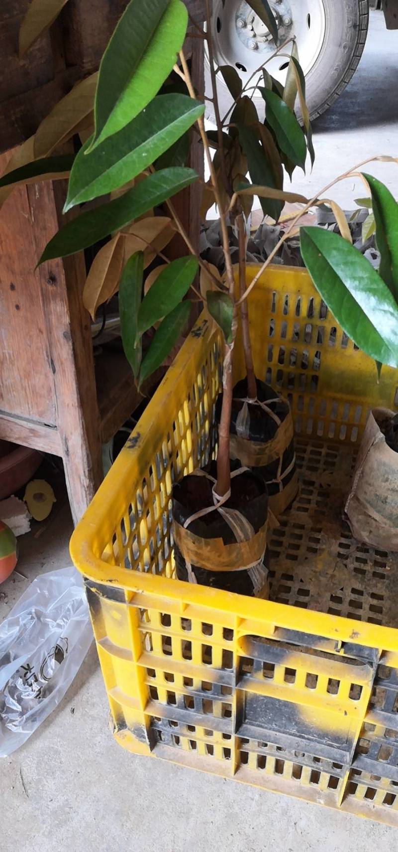 榴莲苗