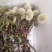 批发带根新鲜蒲公英，及蒲公英干草。质量刚刚的！！！