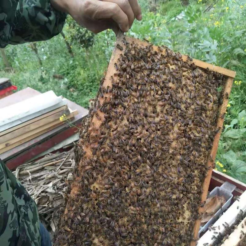 中华蜜蜂