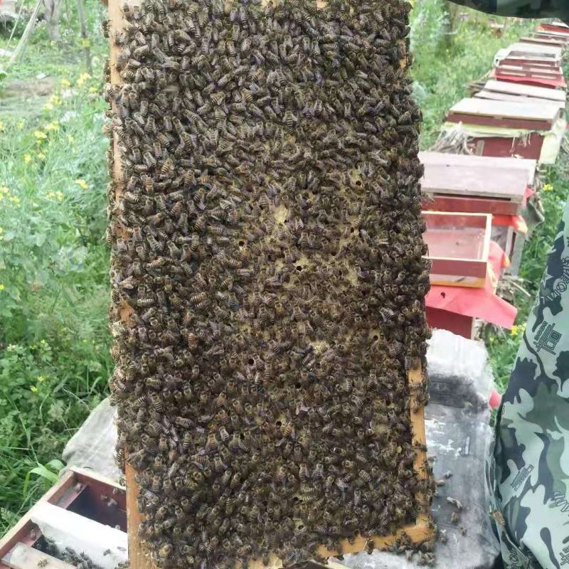 中华蜜蜂