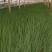 【热销】山东大葱苗，大量上市，钢葱铁杆葱苗，规格多样，价优