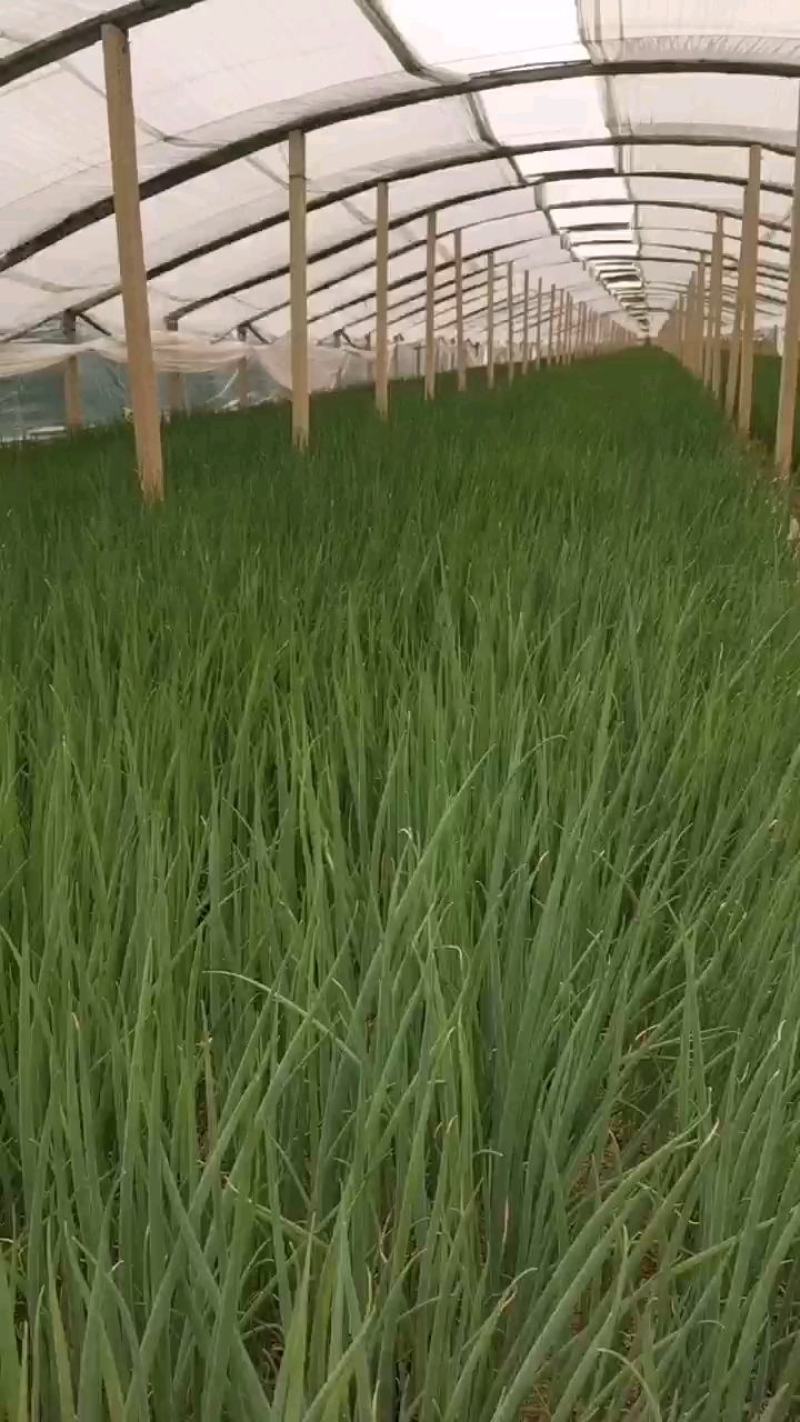 【热销】山东大葱苗，大量上市，钢葱铁杆葱苗，规格多样，价优
