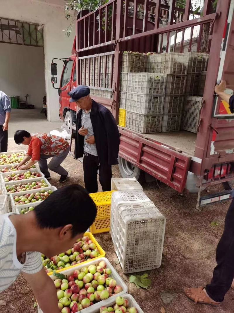 中油,16,18,黄油19红不软，9品种齐全，全国发货