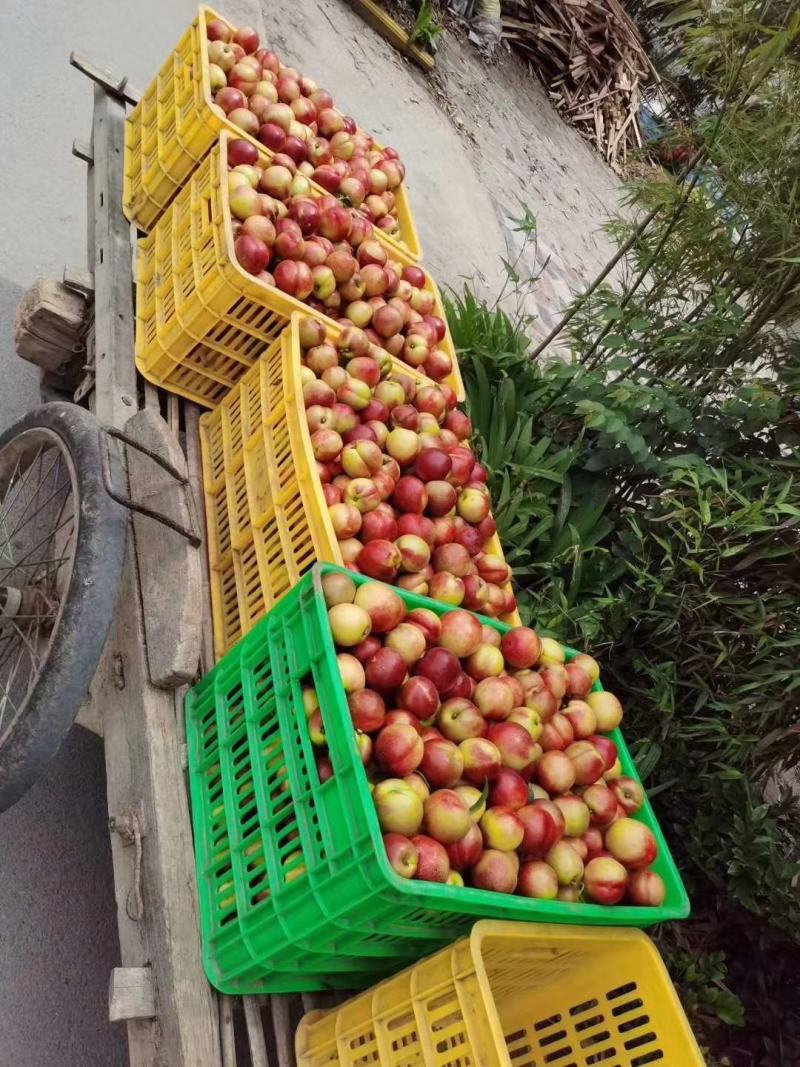 中油,16,18,黄油19红不软，9品种齐全，全国发货