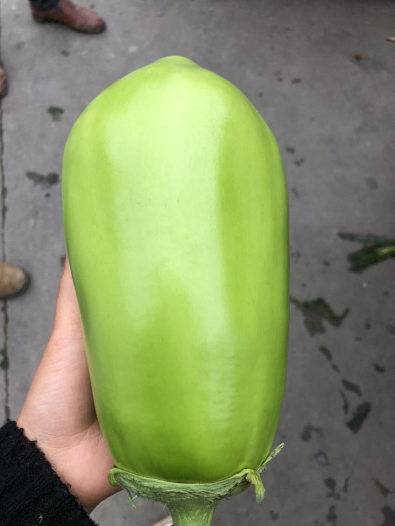 青茄子