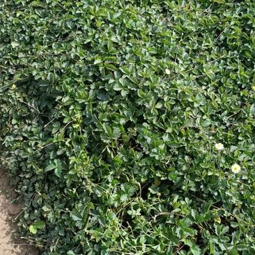 蛇莓多年生草本耐寒不耐旱不耐水泽