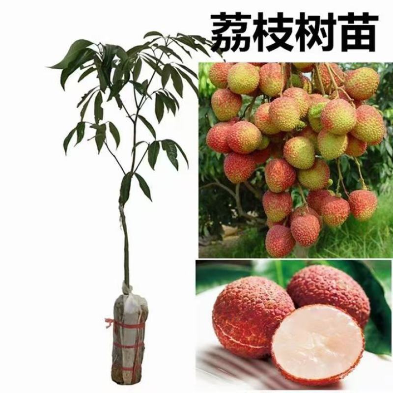 果树苗荔枝苗妃子笑桂味无核荔枝苗南方种植