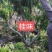 果树苗荔枝苗妃子笑桂味无核荔枝苗南方种植