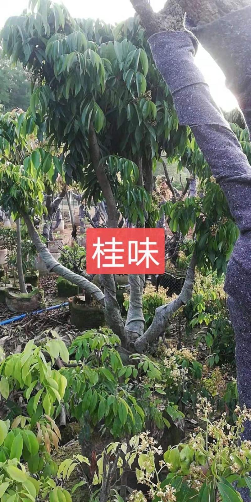 果树苗荔枝苗妃子笑桂味无核荔枝苗南方种植