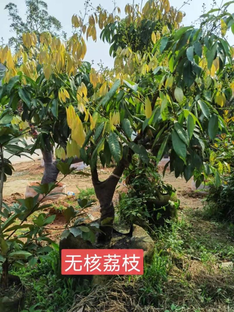 果树苗荔枝苗妃子笑桂味无核荔枝苗南方种植