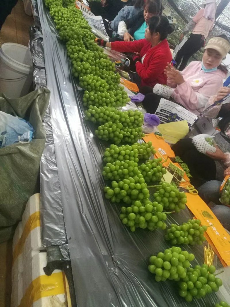 云南阳光玫瑰，产地直销，全国发货，欢迎各位老板订购