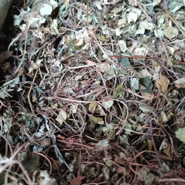 金钱草