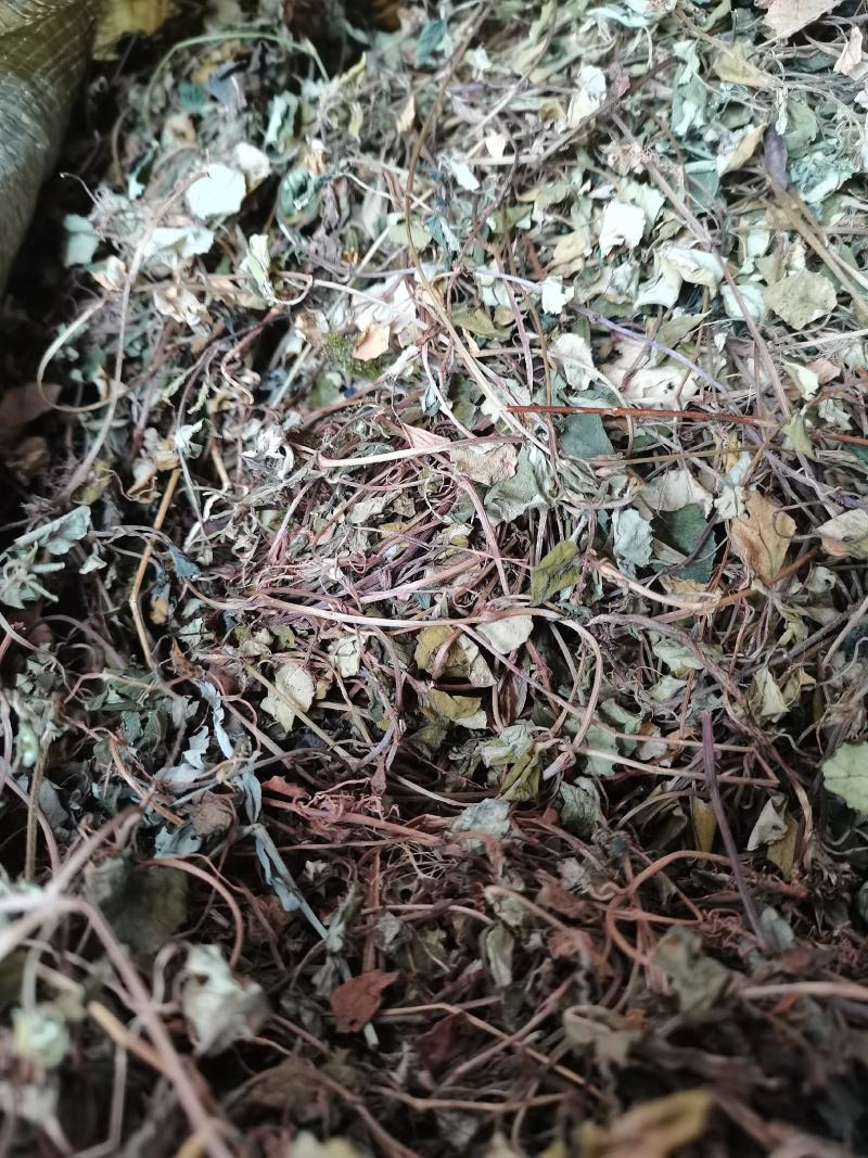 金钱草