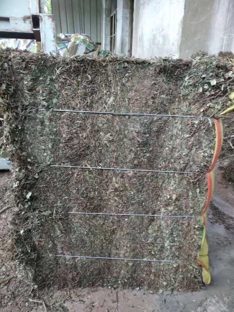 金钱草