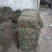 金钱草