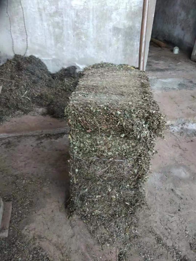金钱草