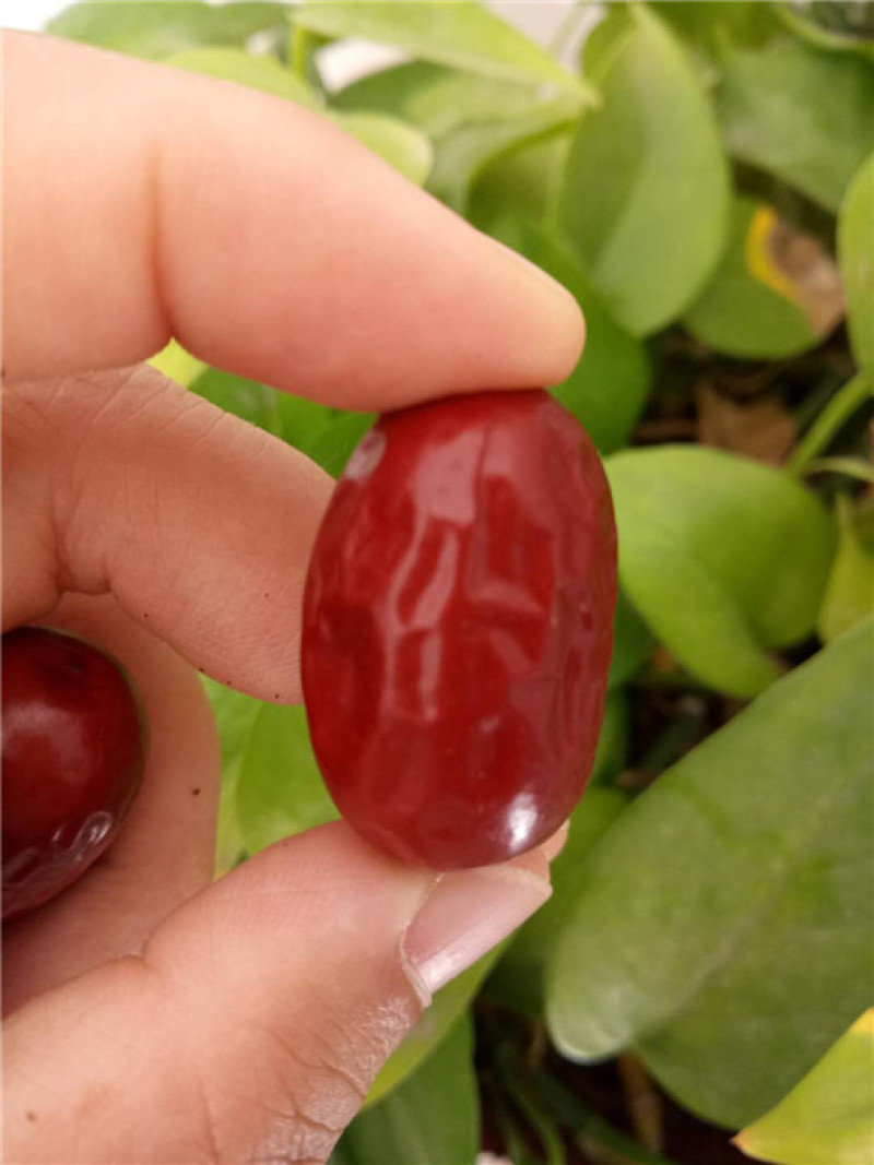 无核枣产地批发直供品质好价格低量大更优惠
