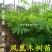凤凰木苗优质凤凰树苗红花楹小苗盆栽带土发货凤凰树苗