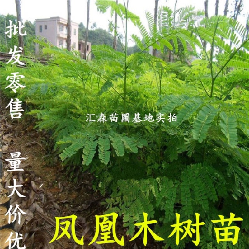 凤凰木苗优质凤凰树苗红花楹小苗盆栽带土发货凤凰树苗