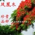 凤凰木苗优质凤凰树苗红花楹小苗盆栽带土发货凤凰树苗