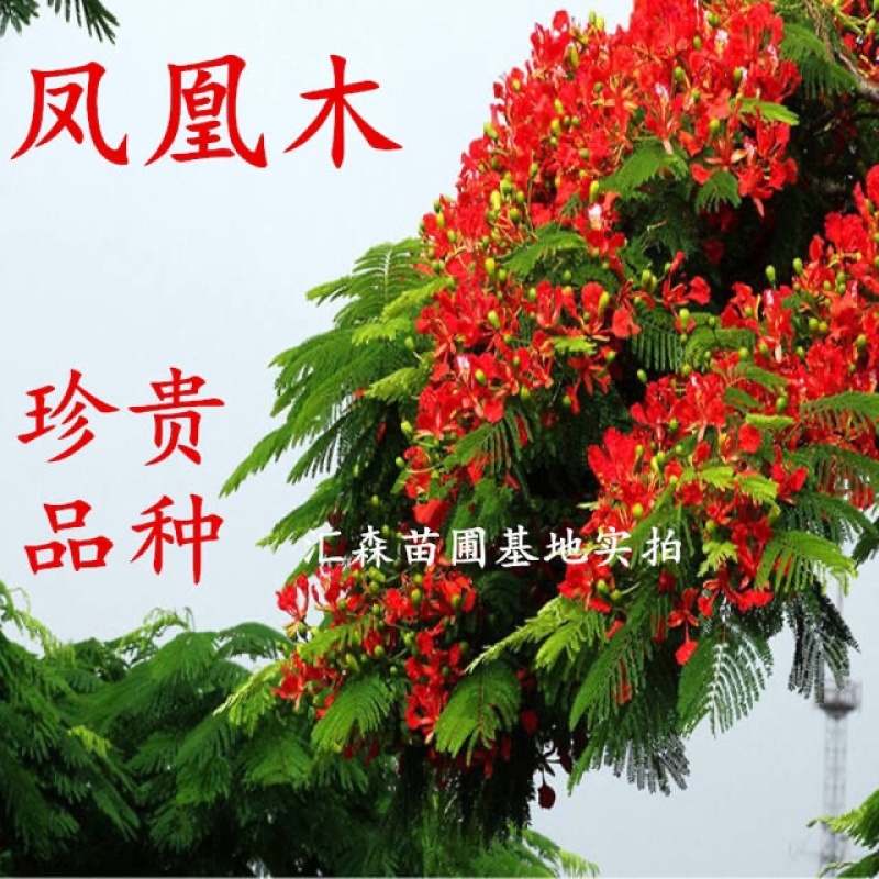 凤凰木苗优质凤凰树苗红花楹小苗盆栽带土发货凤凰树苗