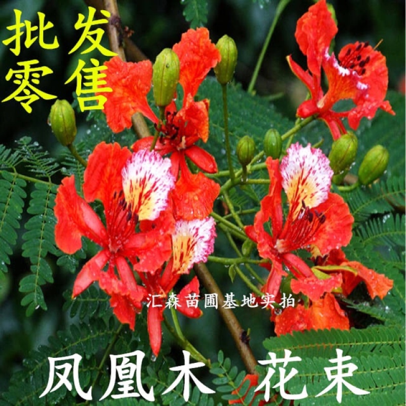 凤凰木苗优质凤凰树苗红花楹小苗盆栽带土发货凤凰树苗