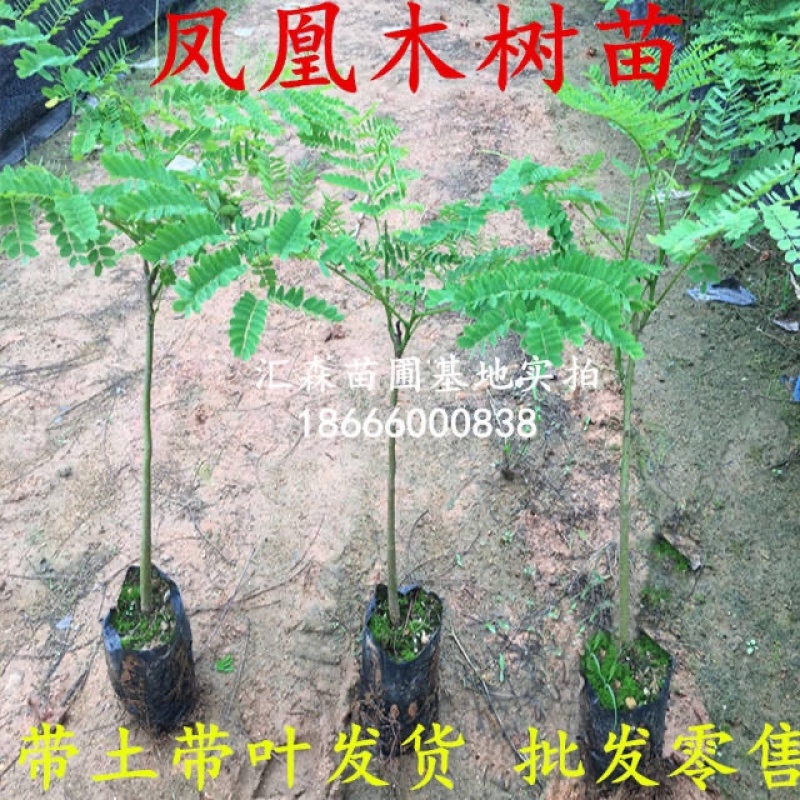 凤凰木苗优质凤凰树苗红花楹小苗盆栽带土发货凤凰树苗