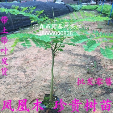 凤凰木苗优质凤凰树苗红花楹小苗盆栽带土发货凤凰树苗