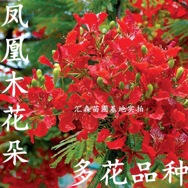 凤凰木苗优质凤凰树苗红花楹小苗盆栽带土发货凤凰树苗
