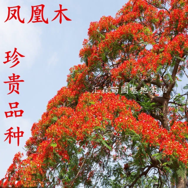 凤凰木苗优质凤凰树苗红花楹小苗盆栽带土发货凤凰树苗