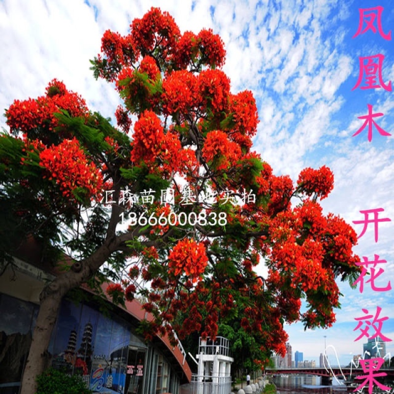 凤凰木苗优质凤凰树苗红花楹小苗盆栽带土发货凤凰树苗