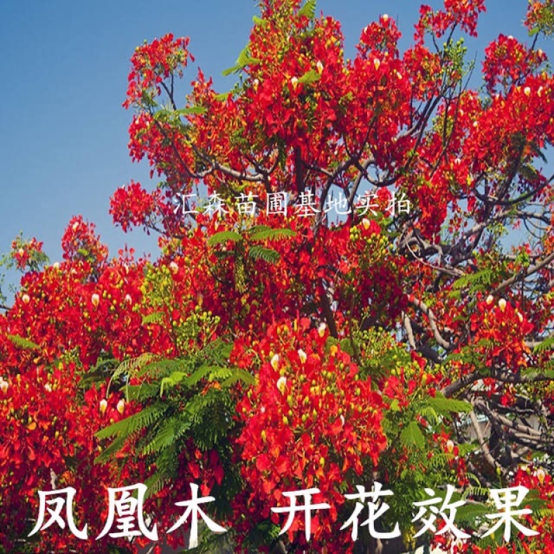 凤凰木苗优质凤凰树苗红花楹小苗盆栽带土发货凤凰树苗